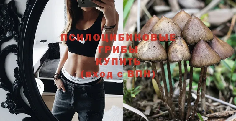 kraken сайт  Жирновск  Галлюциногенные грибы Psilocybe  купить наркотики сайты 